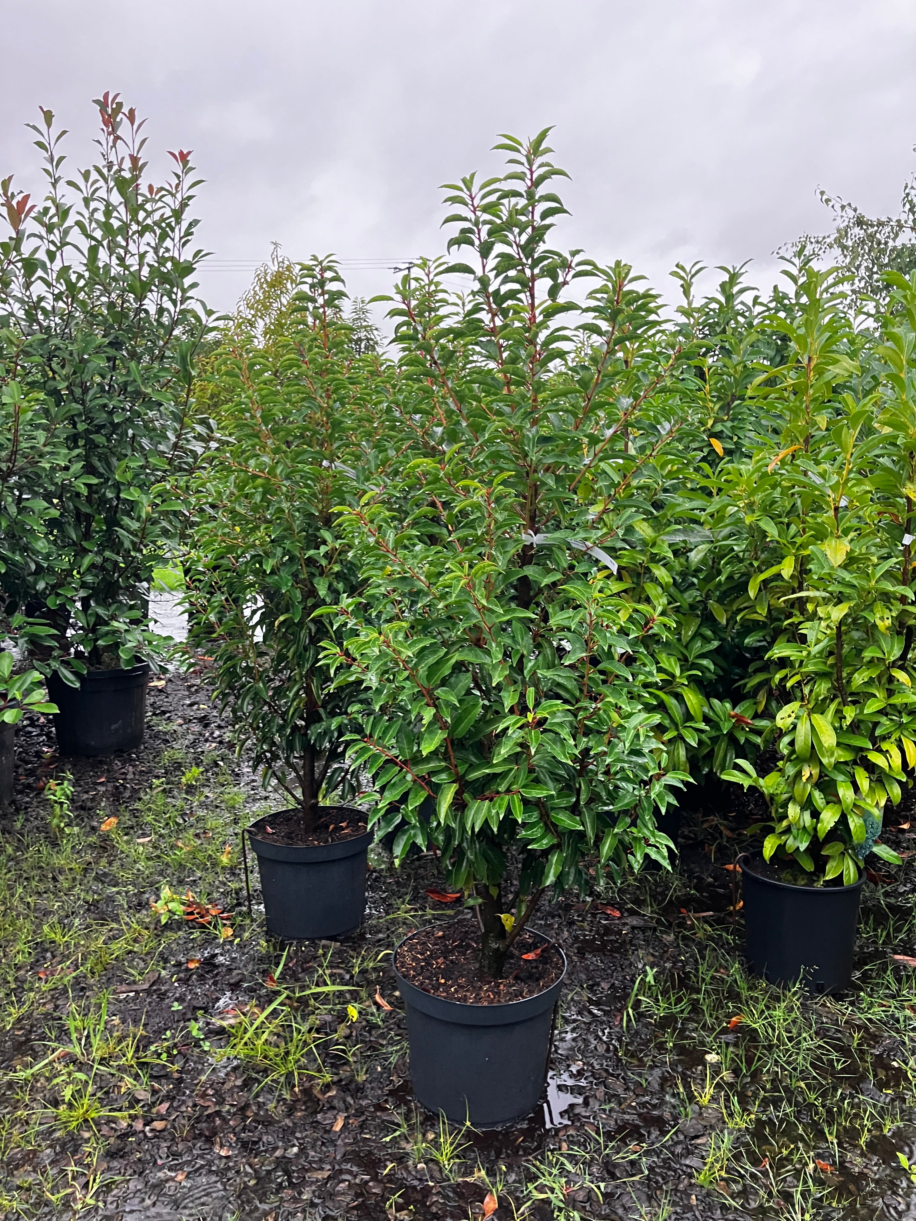 Portugiesische Lorbeerkirsche 'Angustifolia' / Prunus lusitanica 'Angustifolia'